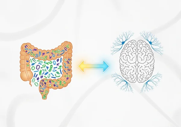 Diagram showing bidirectional gut-brain communication