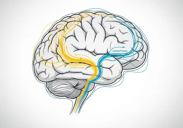 Brain illustrating neurotransmitter pathways