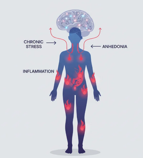 Inflammation affecting brain's pleasure centers